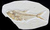 Bargain Diplomystus Fossil Fish - Wyoming #39415-1